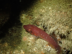 Lepadogaster candolii