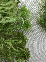 Sphagnum cuspidatum
