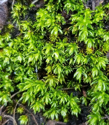 Oligotrichum