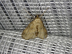 Elophila turbata