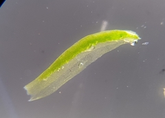 Oligotrichum hercynicum
