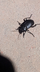 Calosoma maderae