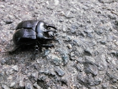 Typhaeus typhoeus
