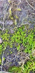Oligotrichum hercynicum