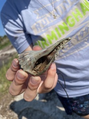 Clibanarius vittatus