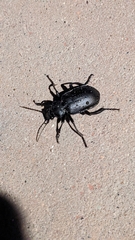 Calosoma maderae