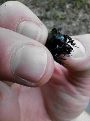 Typhaeus typhoeus
