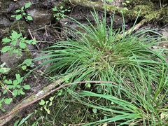 Carex prasina