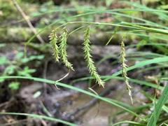 Carex prasina