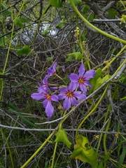 Leucocoryne purpurea