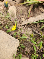 Gorteria piloselloides