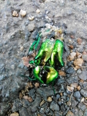 Protaetia speciosissima