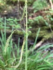 Carex prasina
