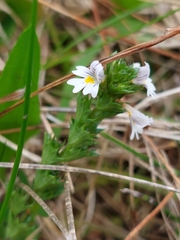 Euphrasia officinalis