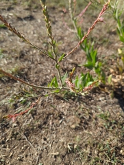 Oenothera curtiflora
