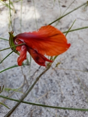 Gladiolus meliusculus