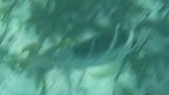 Monotaxis grandoculis