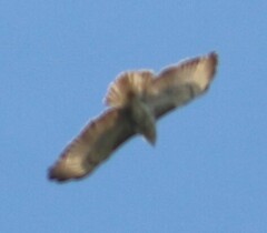 Buteo trizonatus