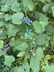 Ampelopsis