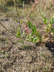 Oenothera curtiflora