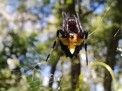 Verrucosa