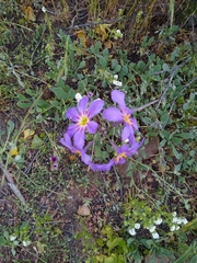 Leucocoryne purpurea