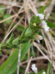 Euphrasia officinalis