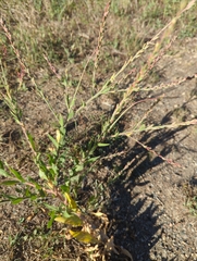 Oenothera curtiflora