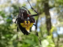 Verrucosa