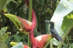 Thalurania furcata