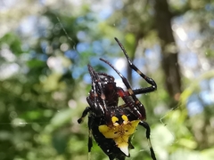 Verrucosa