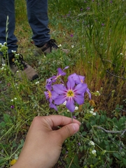 Leucocoryne purpurea