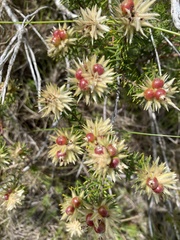 Phylica plumosa