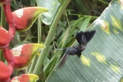Thalurania furcata