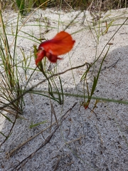 Gladiolus meliusculus