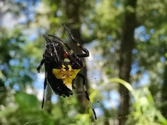 Verrucosa