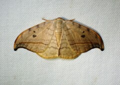 Drepana arcuata