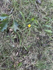 Hieracium lachenalii