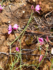 Polygala