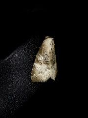 Bryophilina mollicula