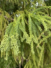 Cryptomeria