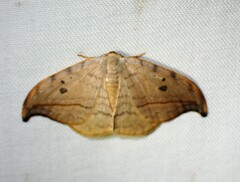 Drepana arcuata