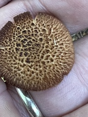 Flammulaster erinaceellus