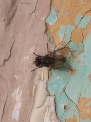 Musca autumnalis