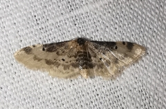 Idaea filicata