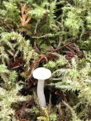 Cuphophyllus virgineus