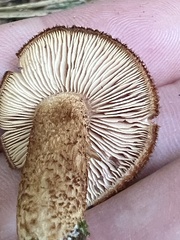 Flammulaster erinaceellus