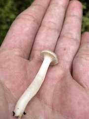 Cuphophyllus virgineus