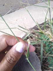 Sporobolus cryptandrus