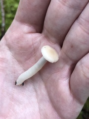 Cuphophyllus virgineus